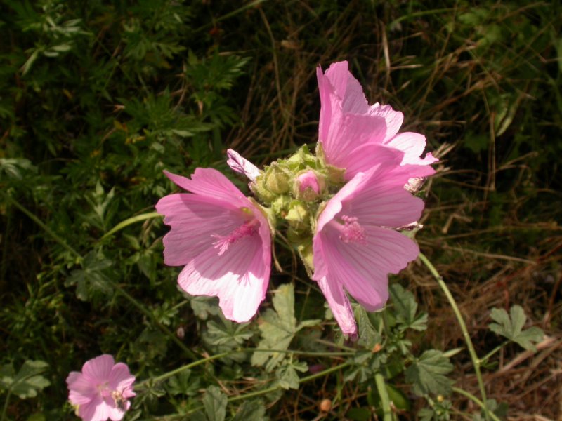 Fiori dalla Maremma